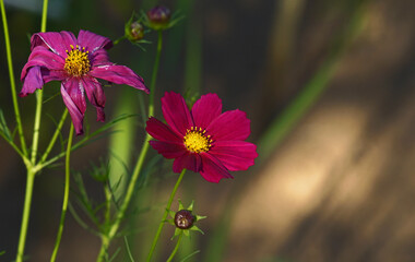 Blooming purple cosmos flower on blurred background