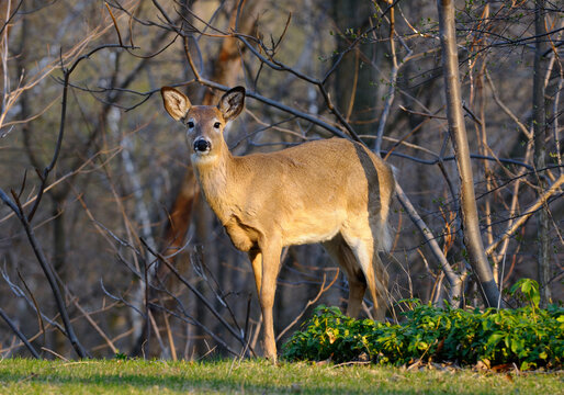 White Tailed Deer Invading A Toronto Backyard Garden On A Spring Evening