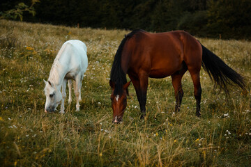 Naklejka na ściany i meble Two arabian horses grazing on the meadow. Free horse on pasture