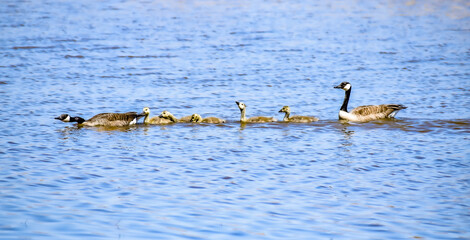 A family of geese and their goslings.  