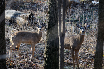 Two alert white tailed deer in a Toronto forest in the spring