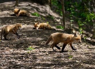 Four of ten Young fox kits emerging from the den in Spring in Toronto Canada