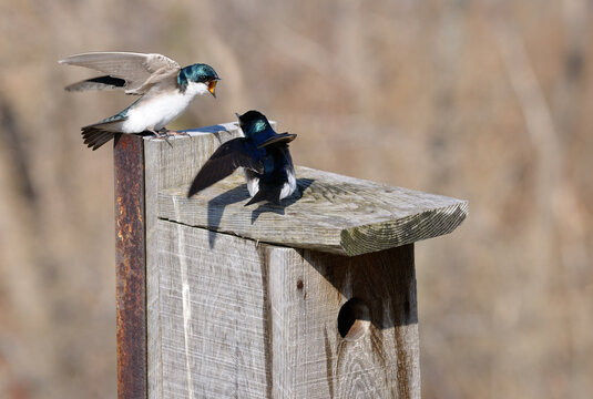 Flapping Tree Swallows At A Spring Nesting Box At Toronto Leslie Street Spit