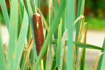 Green grasshopper sits on brown reeds