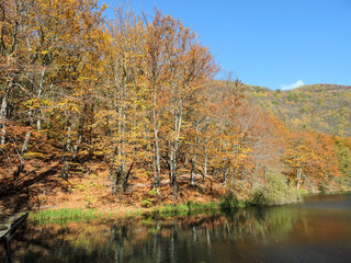 autumn in the forest