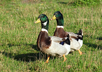 Two beautiful ducks walk in a green meadow