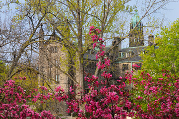 View of University of Trinity College in Spring through budding trees and cherry blossoms