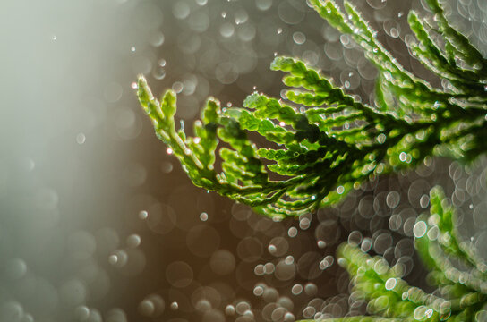 Incense cedar tree, cypress tree  close up  with water drops on the dark background and sunshine light background