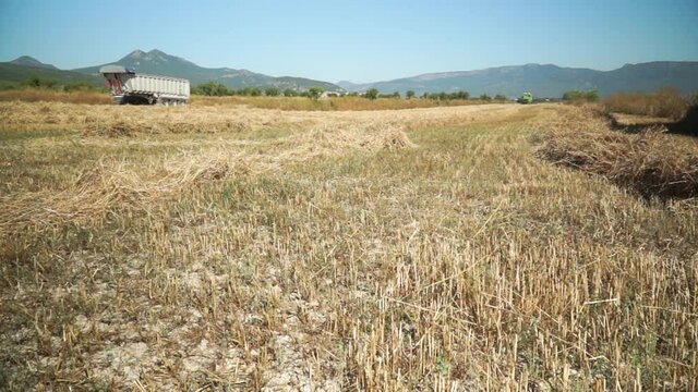 Average poor cereal wheat growth Spain Murcia