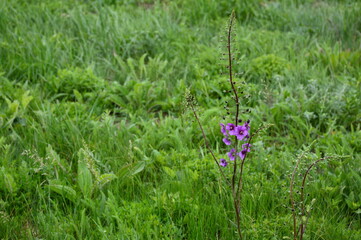 This slender mullein purple (Verbascum phoeniceum) among meadow greenery is beautiful.