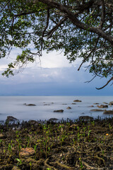 Rare mangroove stone at Búzios, Rio de Janeiro.