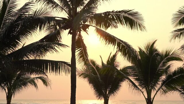 Summertime: beautiful view of the sunset on coconut palms silhouette