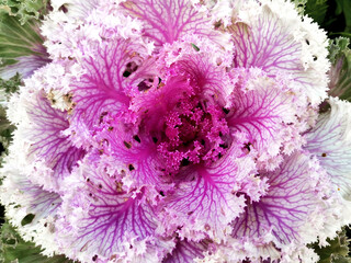 ornamental cabbage