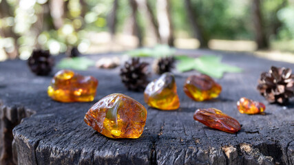 Natural unprocessed pieces of Baltic amber in various shapes , taken close-up on an old stump with cracks. The forest in the background is blurred. 
