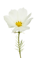 White cosmos flower