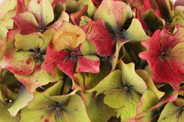 Closeup of a hydrangea