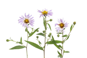 Michaelmas daisy flowers