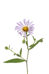 Michaelmas daisy flower