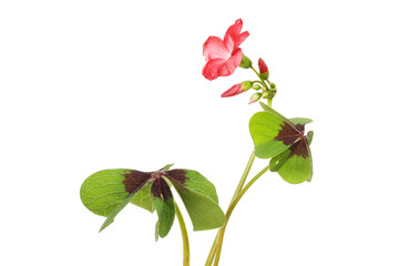 Oxalis flowers and foliage