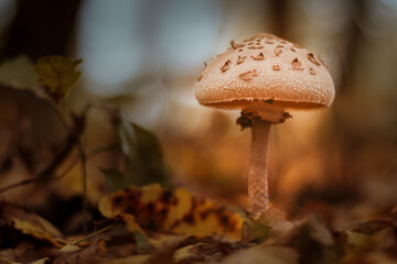 Junger Pilz Riesenschirmling Macrolepiota procera im Herbst Eichenwald