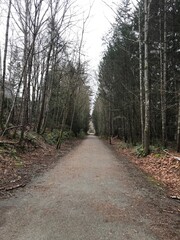 Wald auf Vancouver Island, Kanada