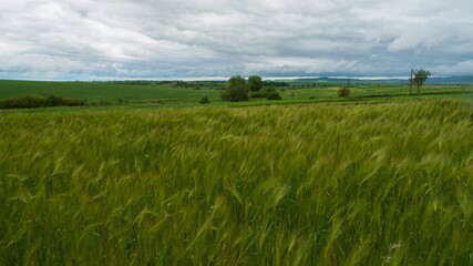 Field of green wheat on a cloudy day