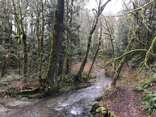 Wald auf Vancouver Island, Kanada