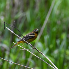 Baltimore oriole perched on a branch.