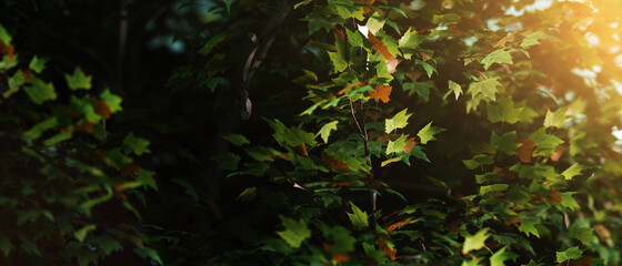 Close-up look at trees in autumn with warm sun shine