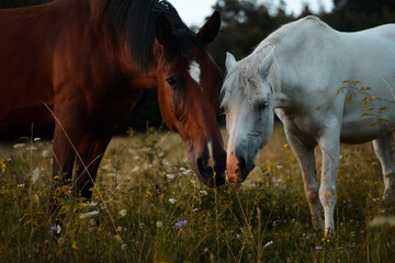 Naklejka na ściany i meble Two arabian horses grazing on the meadow. Free horse on pasture