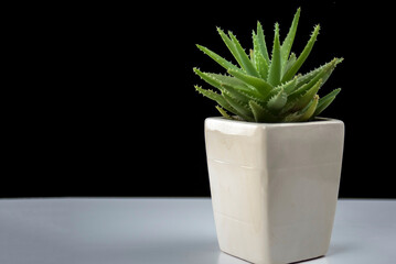 succulent plant on white artistic ceramic pot