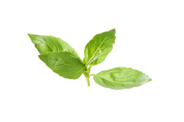 Fresh green basil isolated on white background