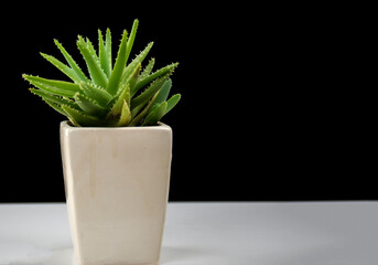 succulent plant on white artistic ceramic pot