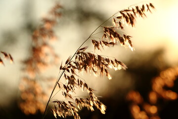 A field of flowers and the light of the sun in the sunset