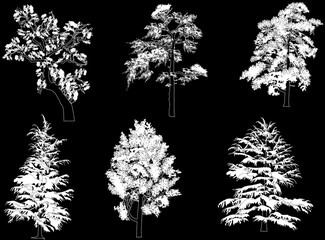 six pine and fir silhouettes isolated on black