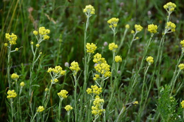 Helichrysum flower baskets (Helichrysum arenarium) are ready to be harvested as medicinal raw materials.