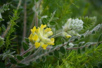 The flowers of Astragalus (Astragalus dasyanthus) are densely downy as if covered with a delicate...