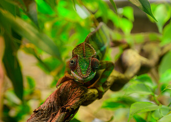 Chameleon
