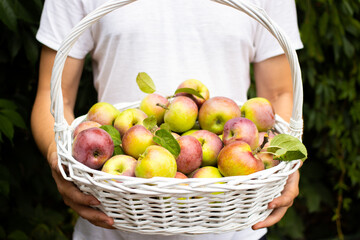 Farmer man hands holding white wicker basket with freshly picked red organic apples in an orchard or garden. New seasonal fruit harvest. Farming and gardening concept