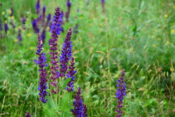 This terrestrial part of sage (Salvia tesquicola) is popular in folk medicine.