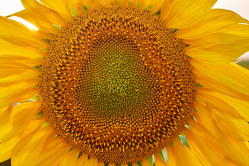 Sunflower natural background, blooming, Sunflower oil improves skin health and promote cell regeneration