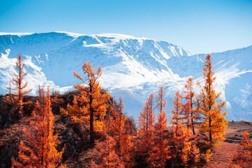 Snow-covered mountain peaks and yellow trees. Autumn landscape in Altai, Siberia, Russia. View of North-Chuya mountain ridge