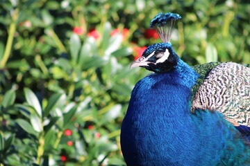 Obraz premium Wilder Pfau im Beacon Hill Park in Victoria, Vancouver Island