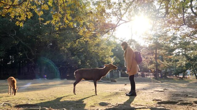 Young Brunette Woman Feeding Deer And Bowing Down. Nara Park, Japan. 4K Footage.