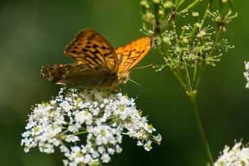 Butterfly sitting on meadow flowers