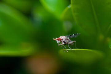 Mosca de la fruta 