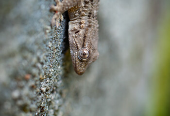 Tarentola mauritanica, gekko