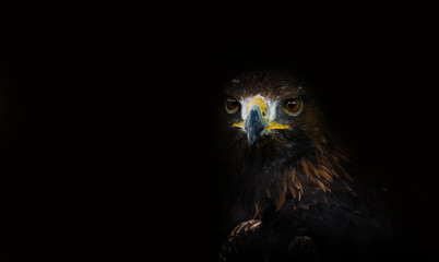 Portrait of a predator living in Slovakia.