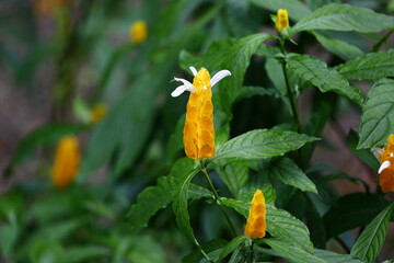 Yellow Shrimp Flower in the rainforest of Costa Rica.