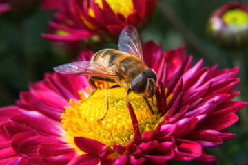 A bee is sitting on a chrysanthemum. Bee close-up, macro shot. Beautiful bright chrysanthemums bloom in autumn in the garden.